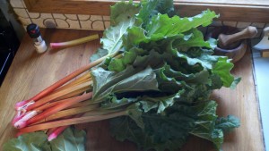 Rhubarb to prepare