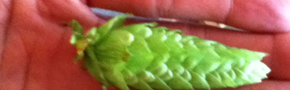 fresh cones are huge!