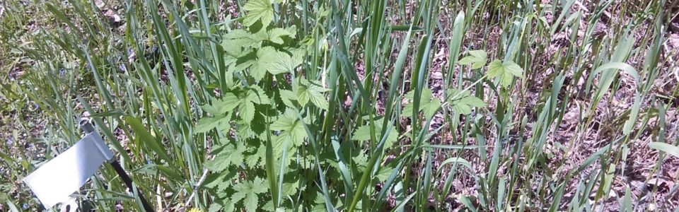 Hop Bine Just Starting